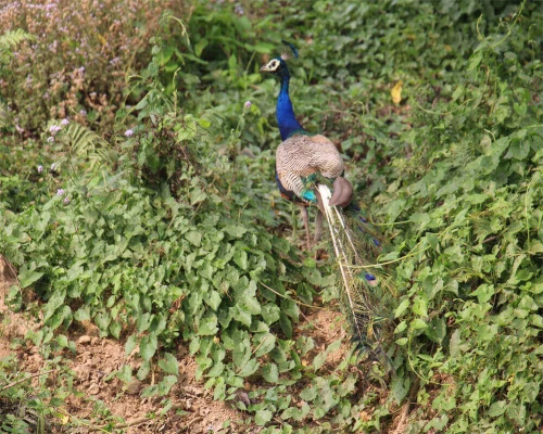 Chitwan Safari Tour